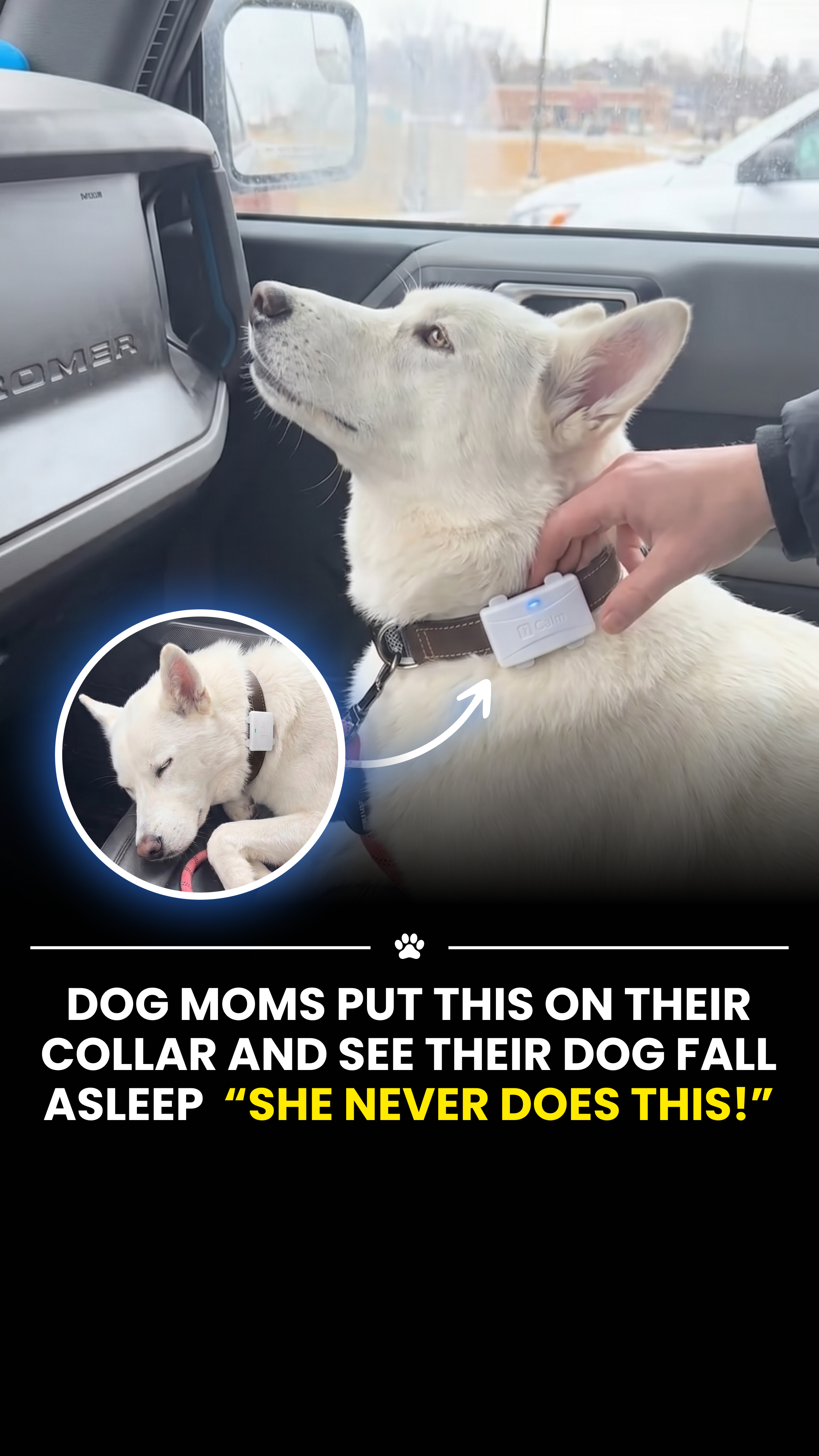 Helio Pet Facebook ad