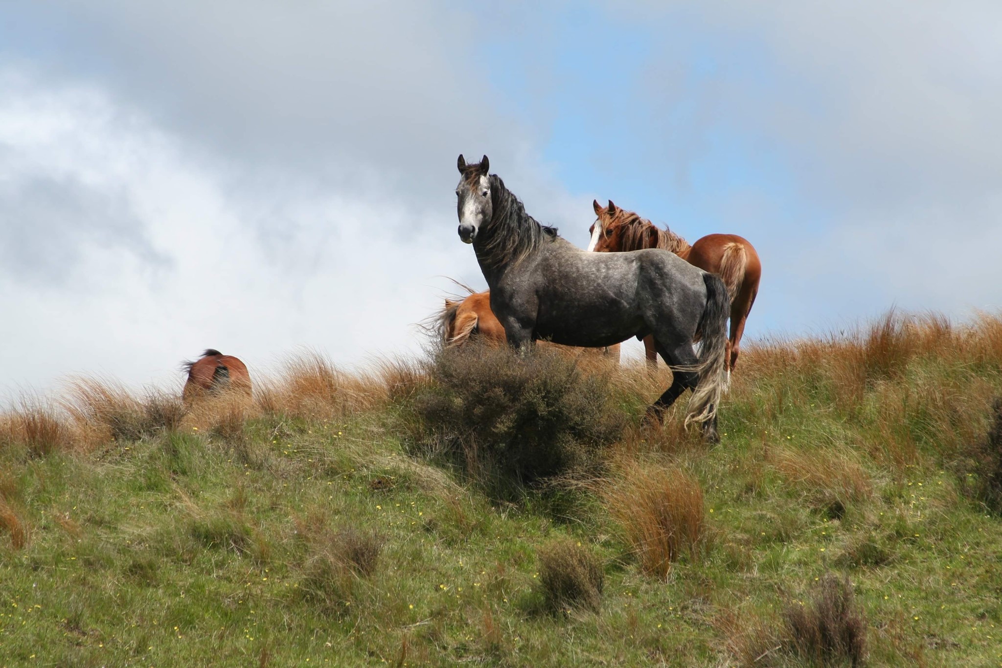 Horse Supplies NZ Facebook ad