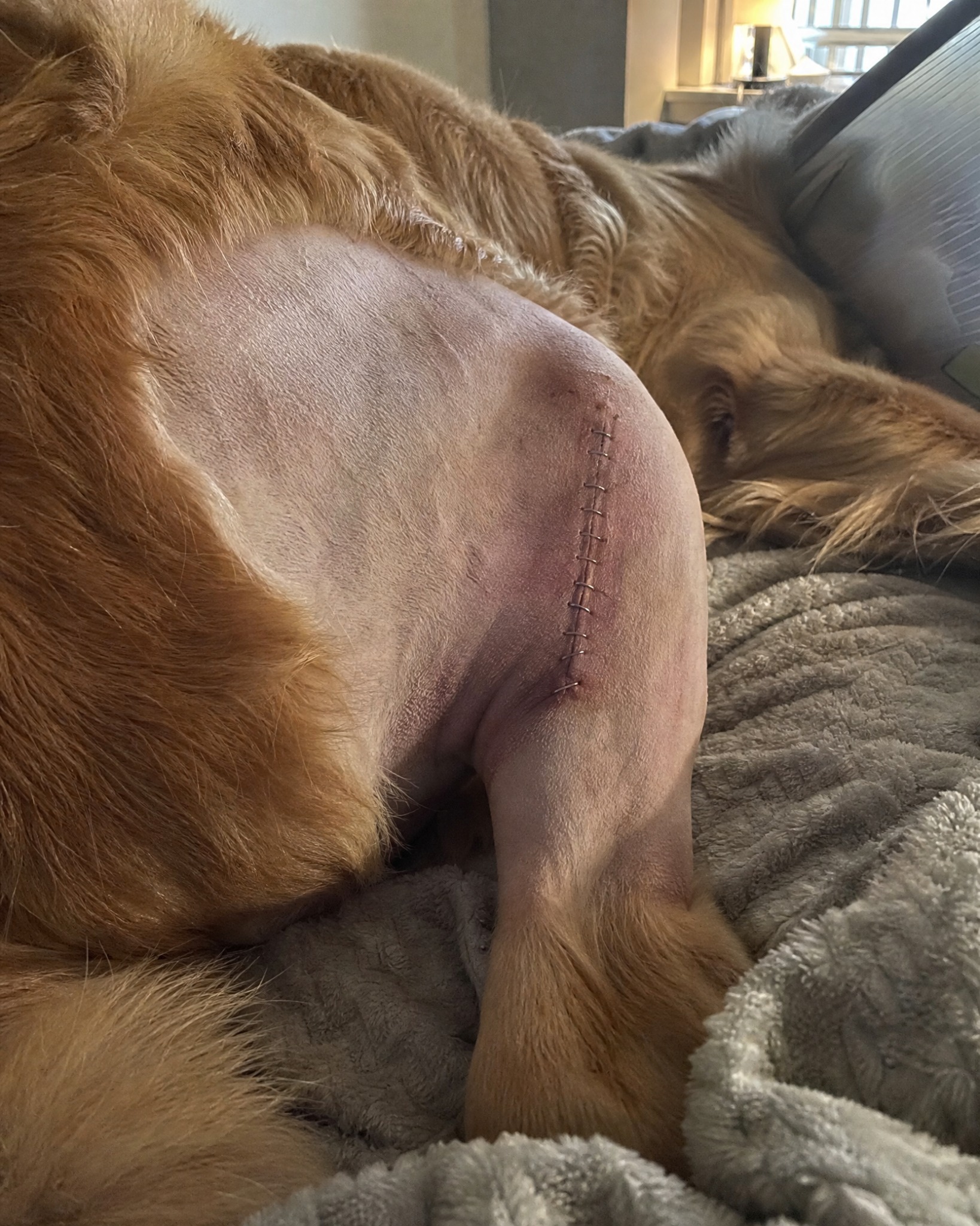 Carol Bennett Facebook ad: Why Your Dog’s TPLO Isn’t Healing.