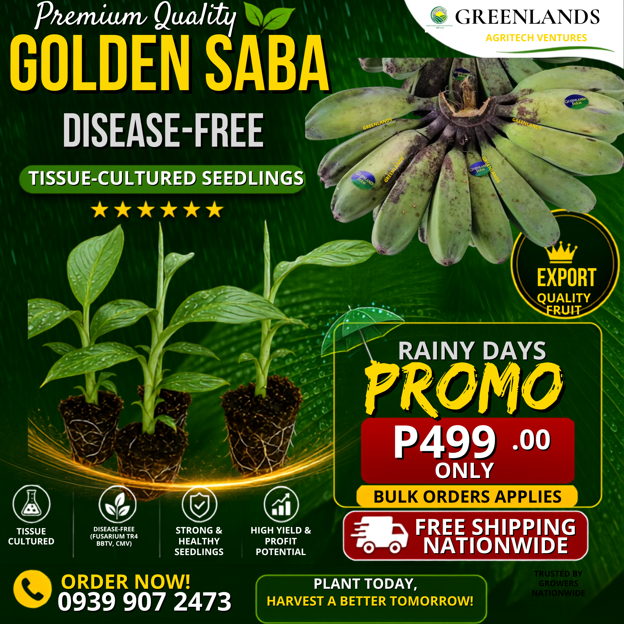 Greenlands Agritech Ventures - Banana Tissue Culture Facebook ad: Plant Tissue-Cultured Golden Saba Today