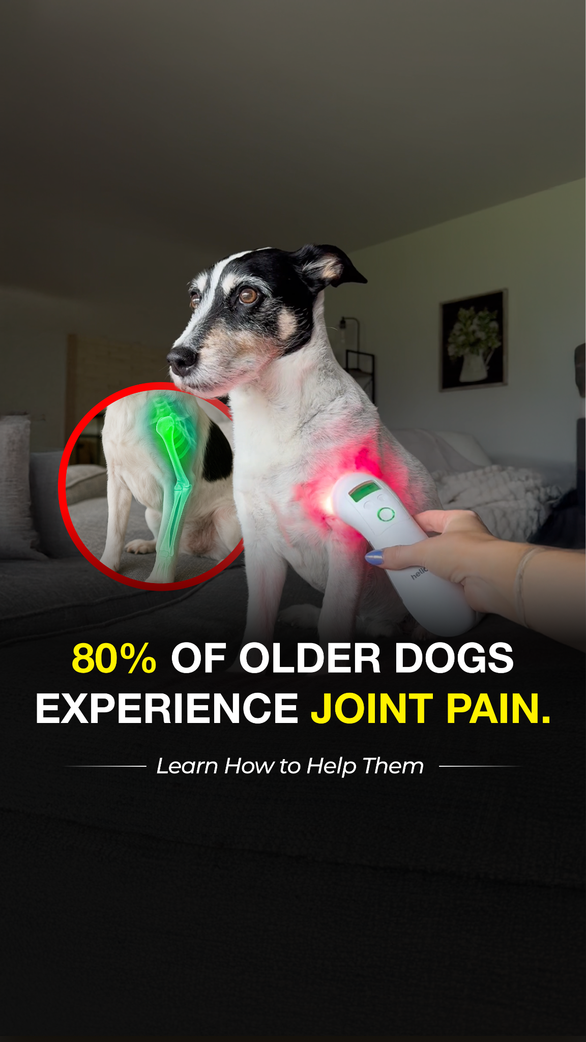 Helio Pet Facebook ad