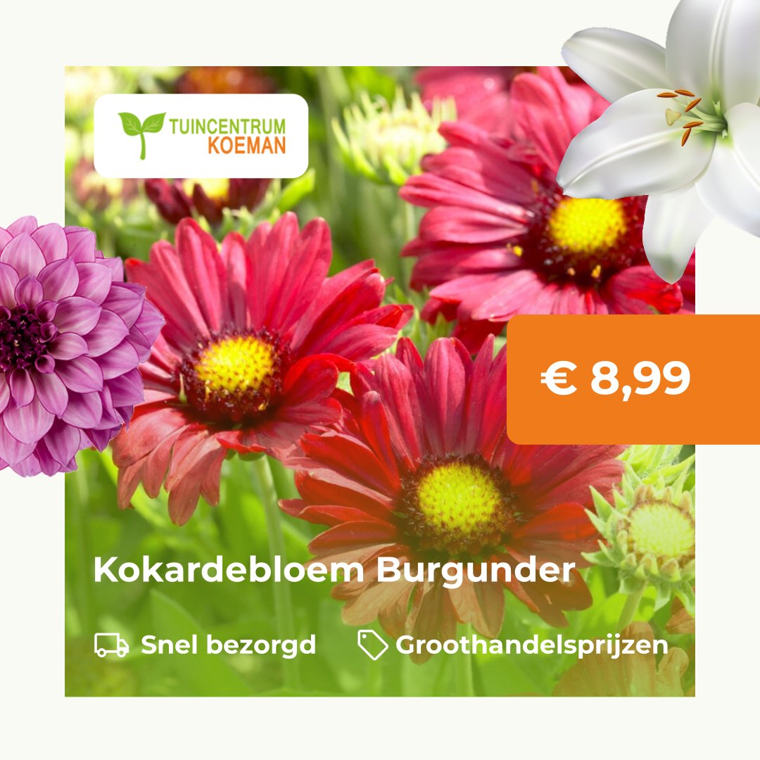 Koeman Flowerbulbs BV Facebook ad