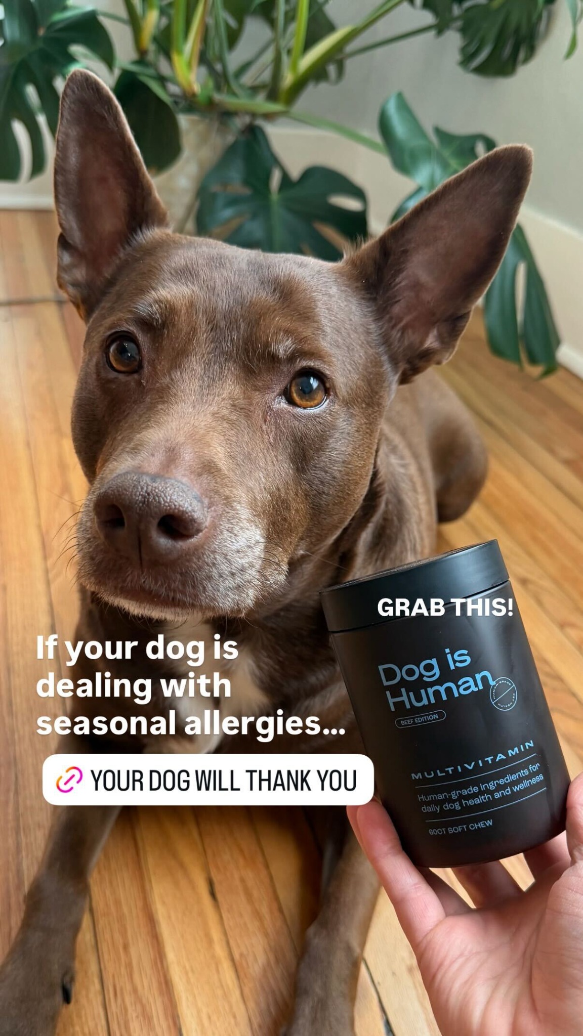 Dog is Human Facebook ad