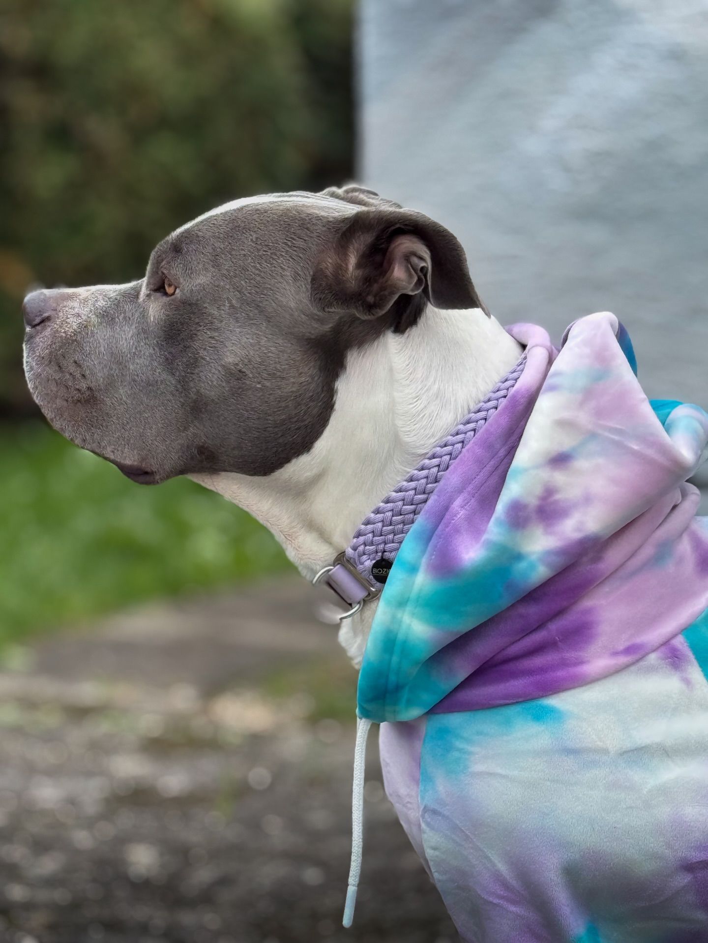 Spark Paws Facebook ad