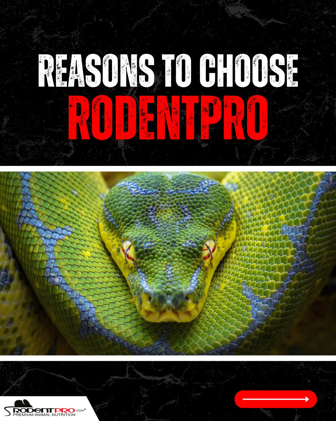 RodentPro.com Facebook ad