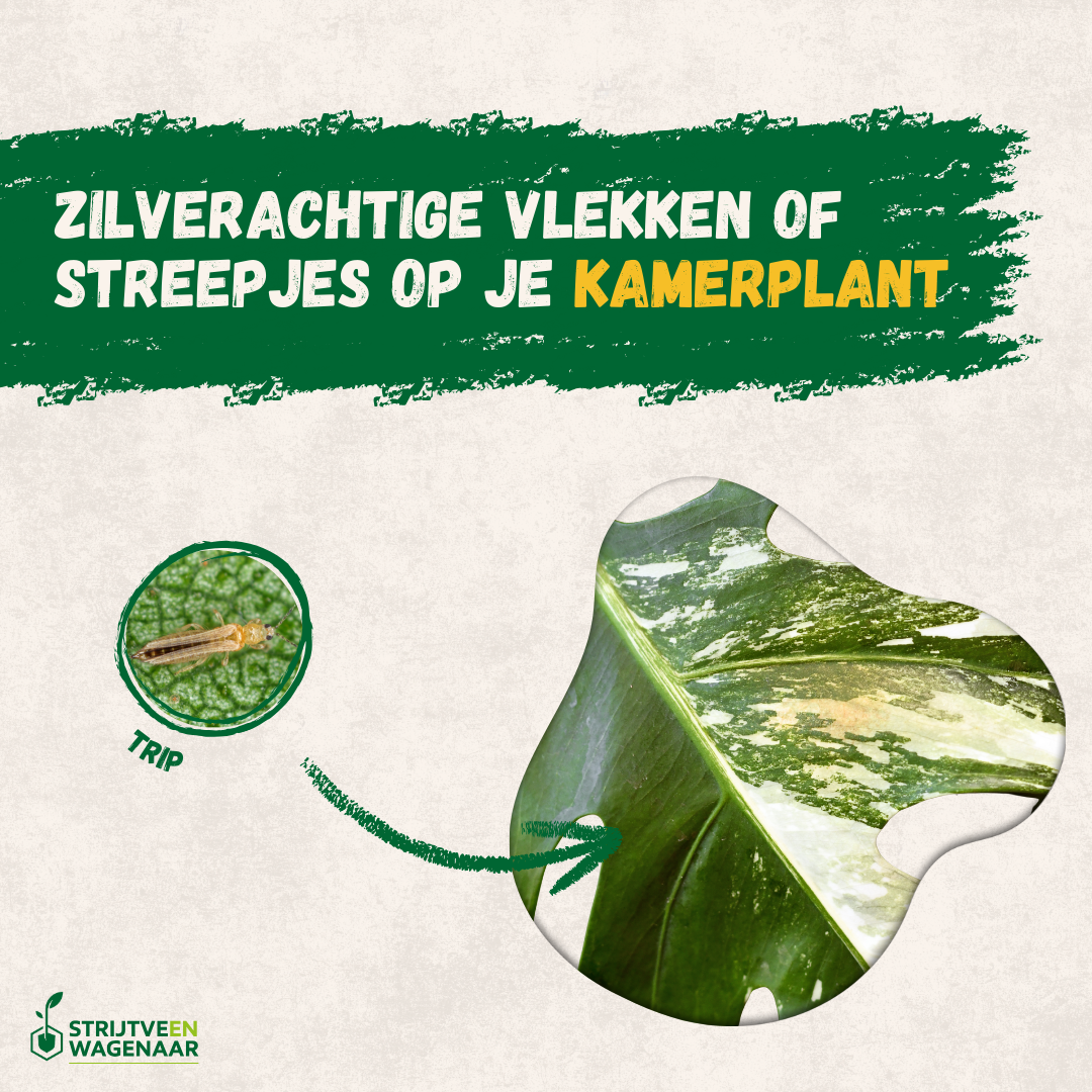 Aaltjes Tegen Ongedierte Facebook ad: Last van zilverachtige vlekjes op je kamerplant?