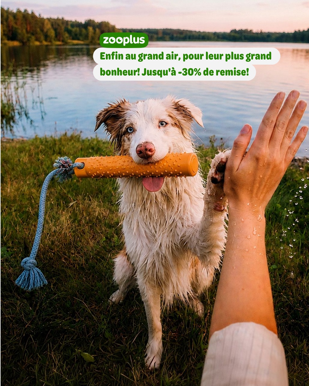 zooplus Facebook ad