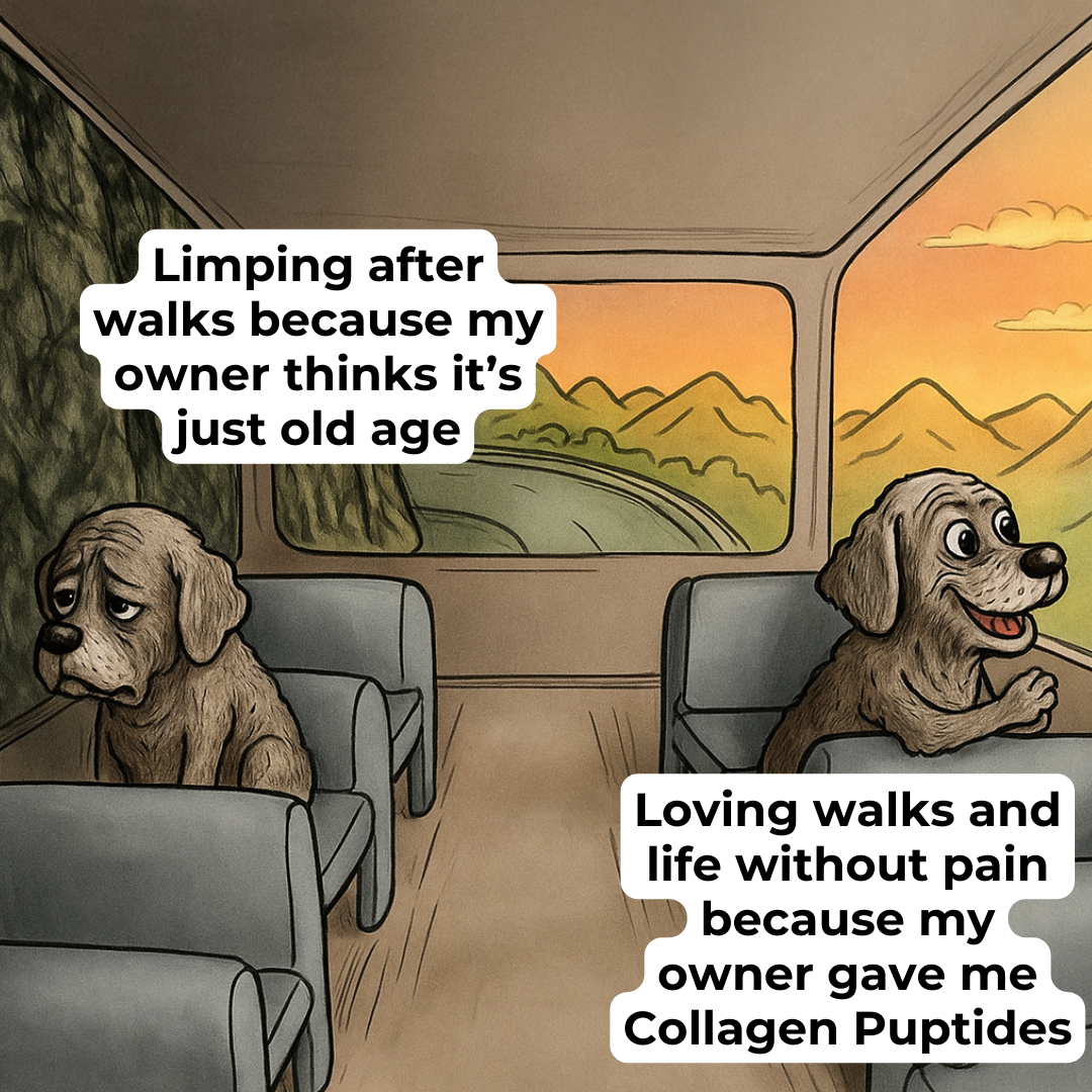 Kayode Facebook ad: Lasting Joint Support For Older Dogs
