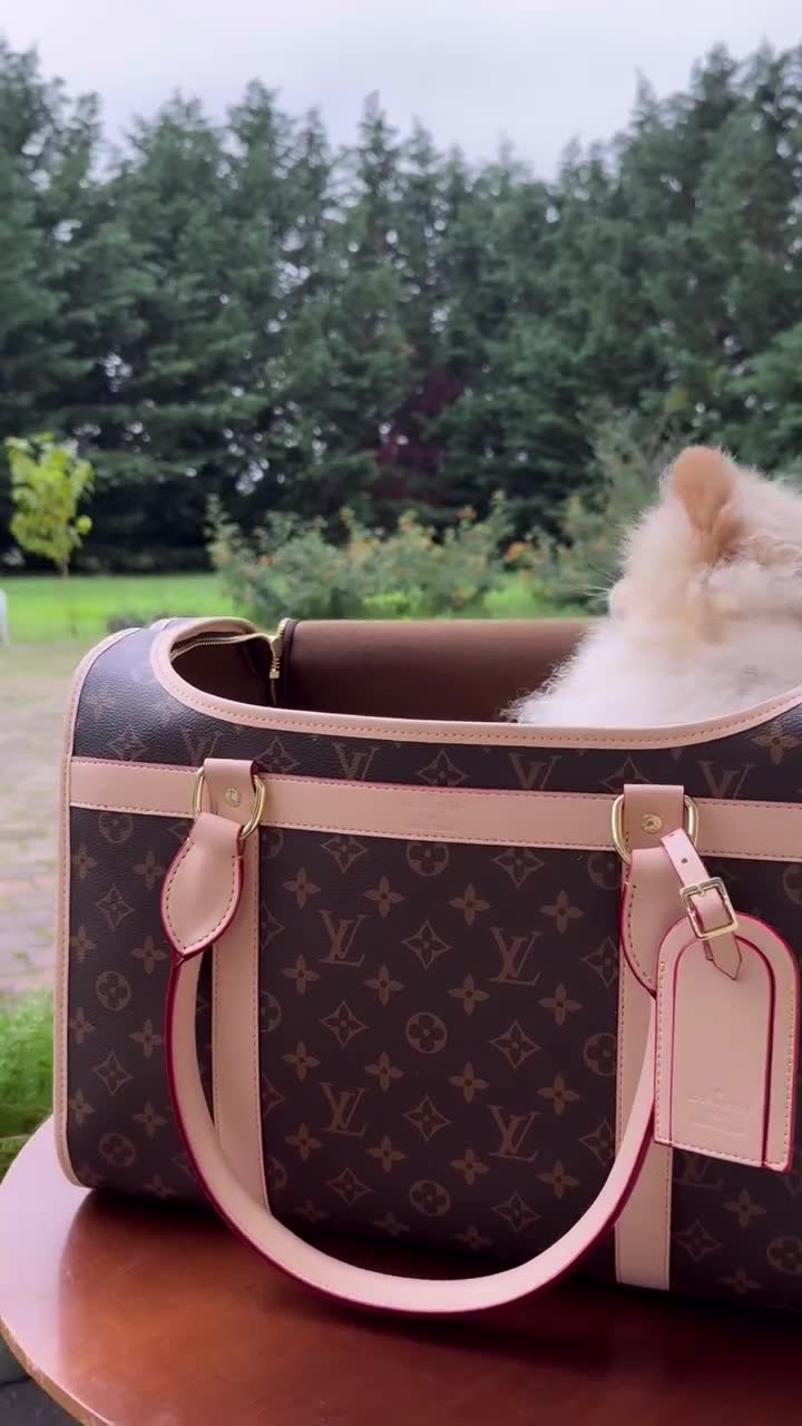 Doggydreams Facebook ad: Turn Your Dog into a Fashion Icon!