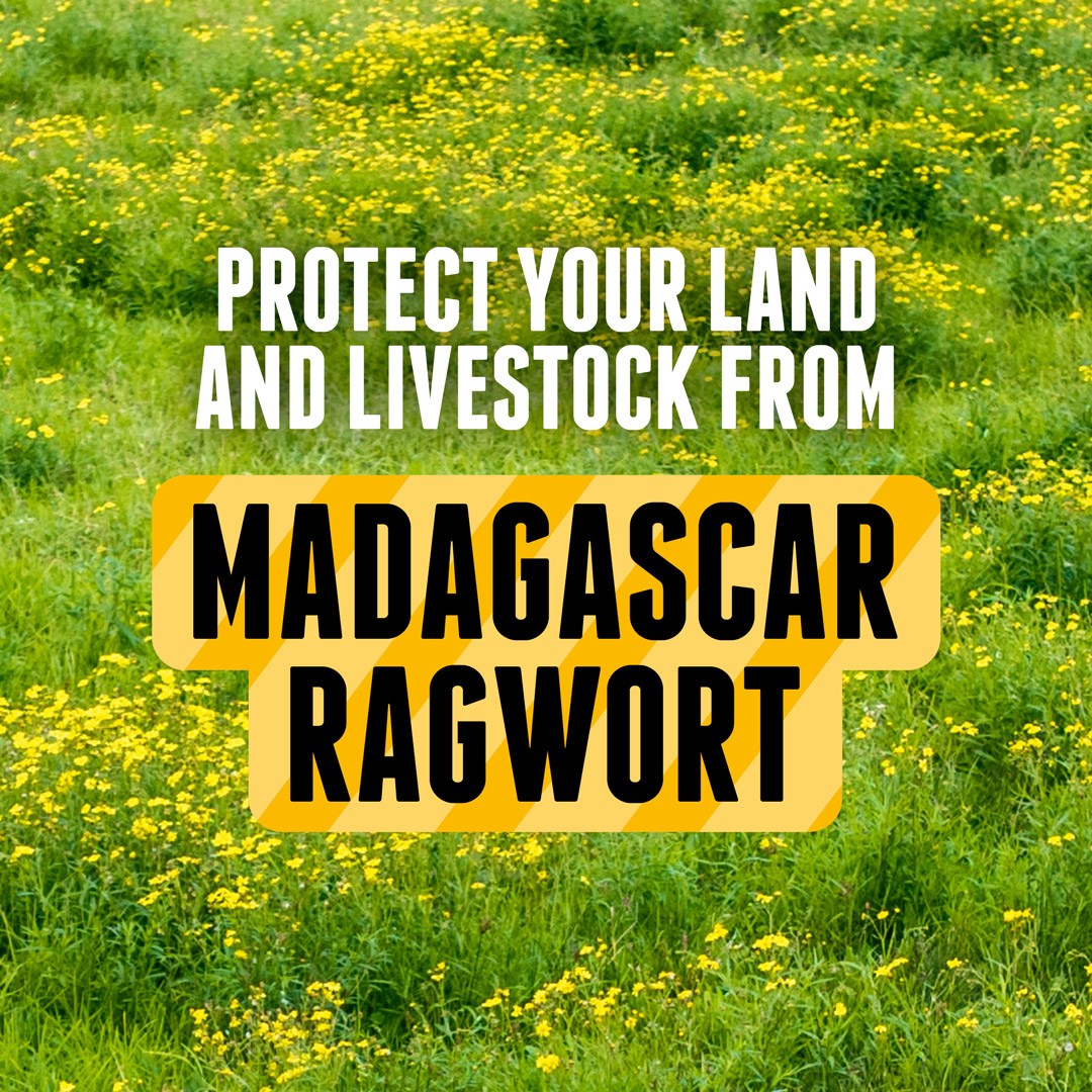 Northland Regional Council Facebook ad: Madagascar ragwort rapidly takes over pasture and is…
