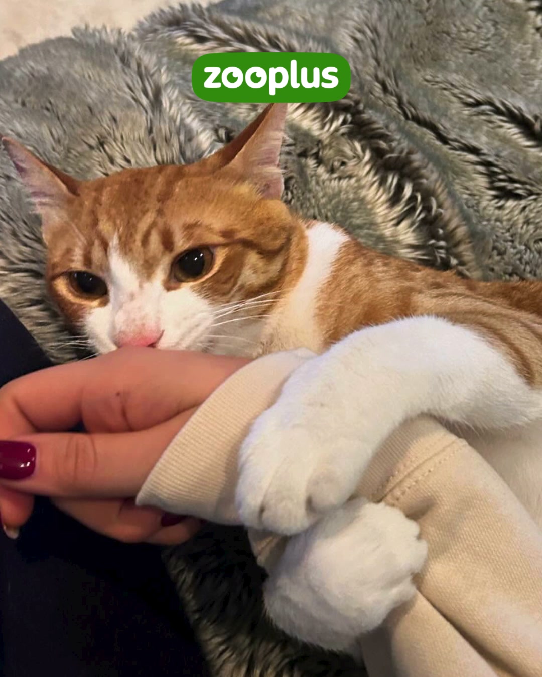 zooplus Facebook ad: 10% de remise sur votre première commande
