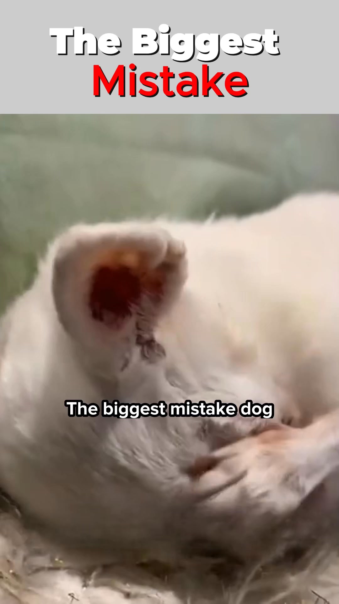 The Happy Dog Community Facebook ad: Why Your Dog Keeps Bumping Into Things