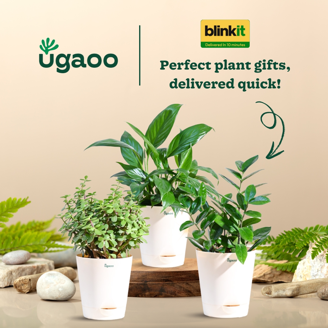 Ugaoo.com Facebook ad