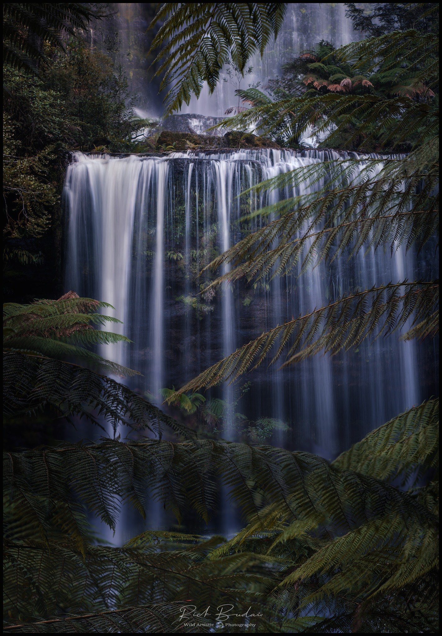 Wild Artistic Photography Tours And Workshops Facebook ad: Through the Ferns