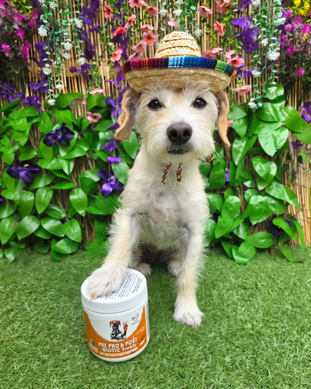 Nutri Paw Facebook ad