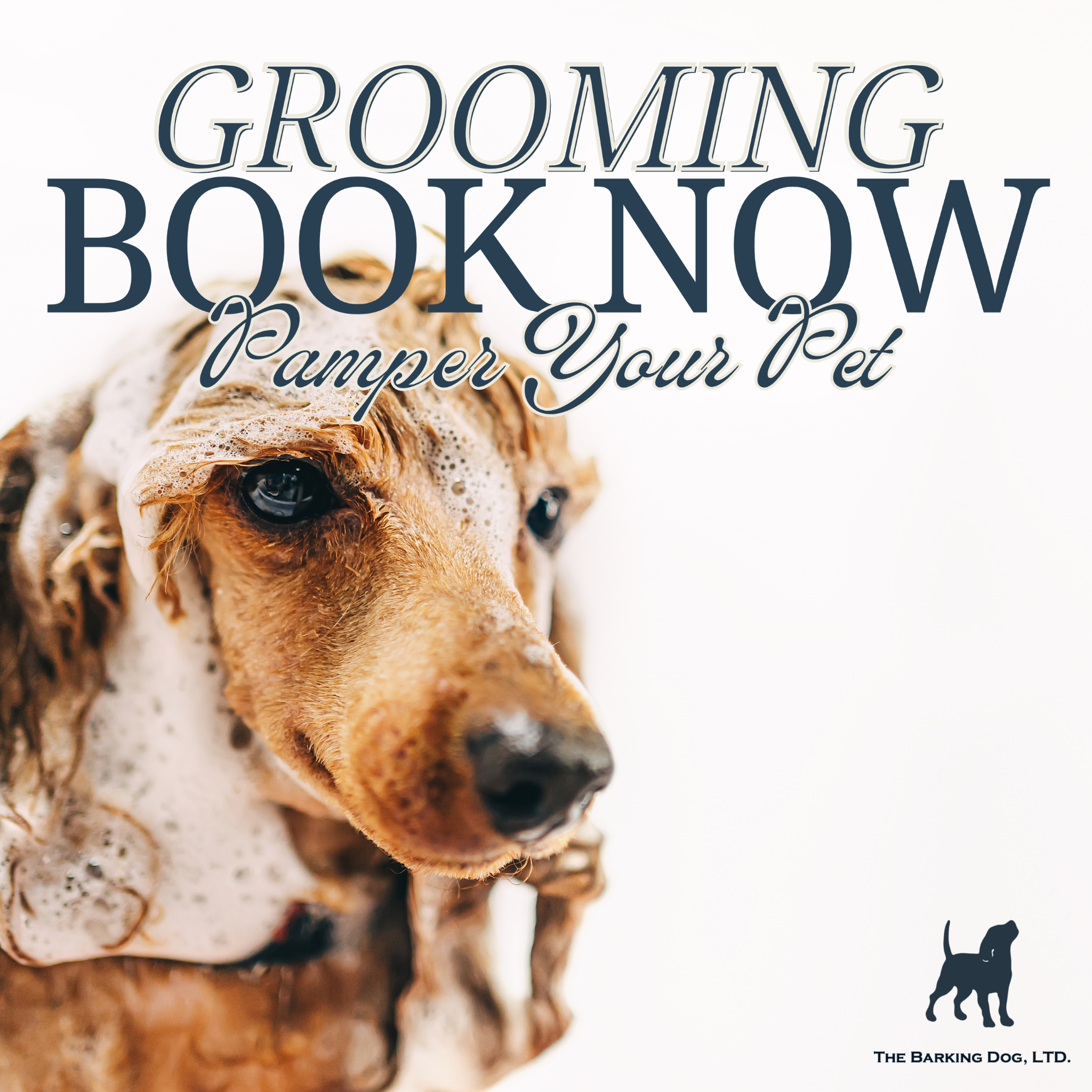 The Barking Dog, Scottsdale Facebook ad from Nov 22, 2024