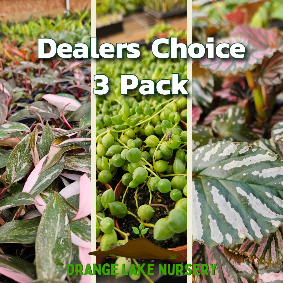 Orange Lake Nursery Facebook ad: Ever feel like your feed is playing plant…