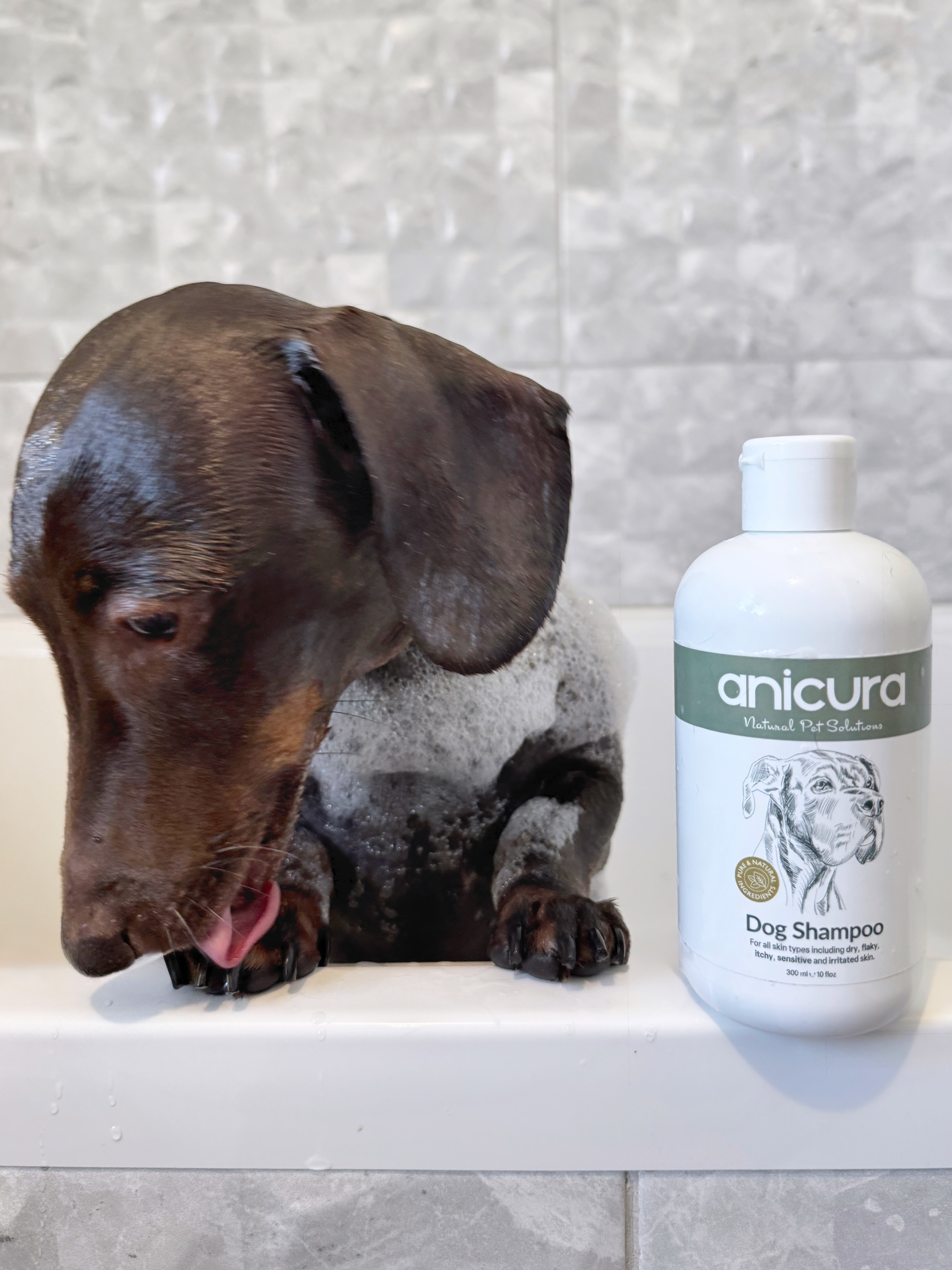 frankie_dachshund03 Facebook ad