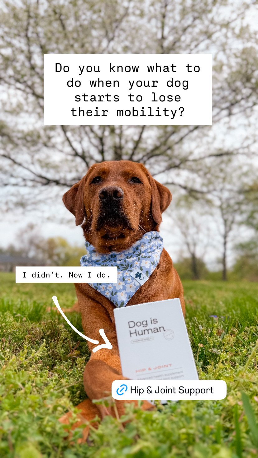 Dog is Human Facebook ad