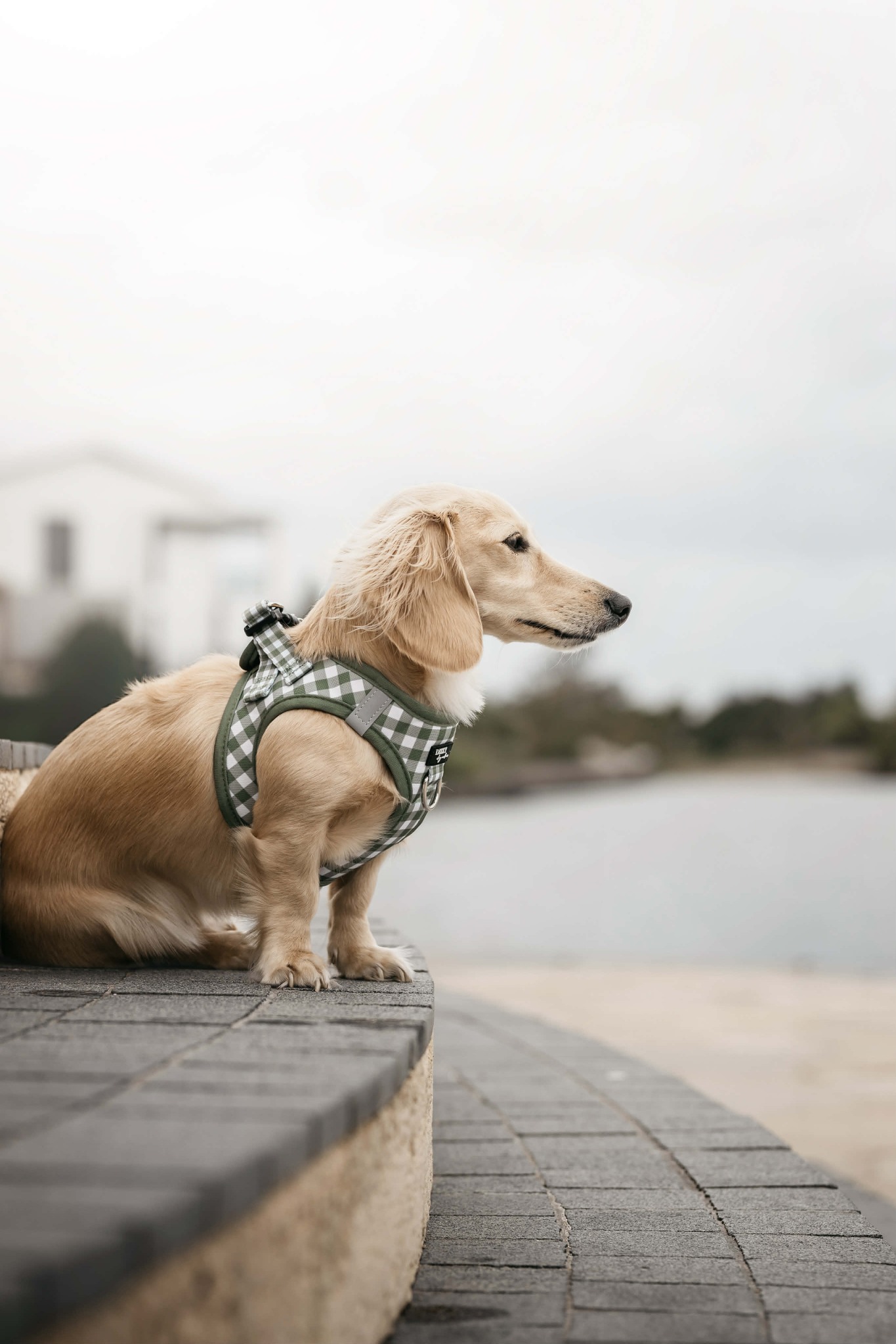 Dizzy Dog Collars Facebook ad