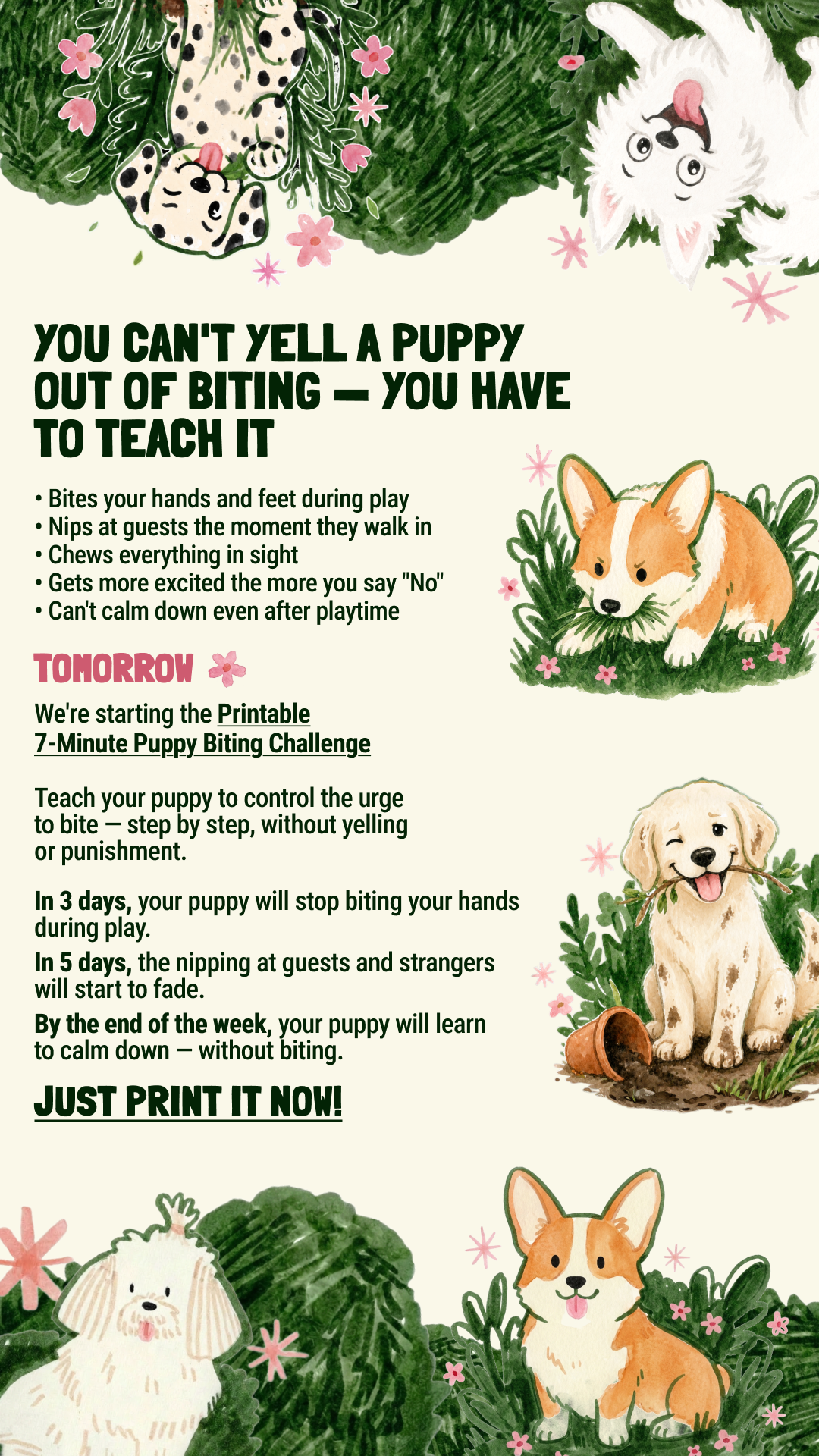 Dog Training & Tips Facebook ad: Start training your puppy