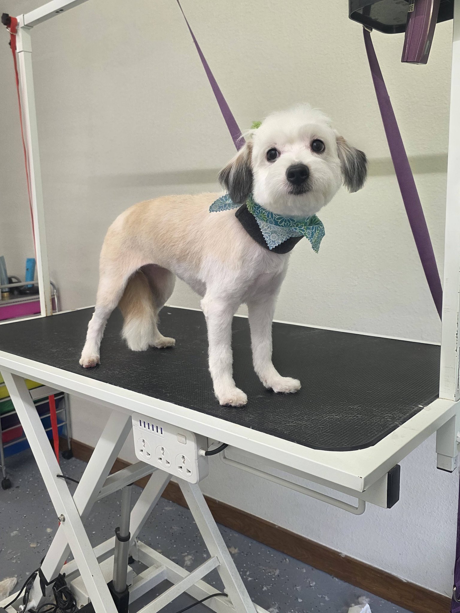 Soto's Dog Grooming Facebook ad: Do not forget to schedule your appointment to…