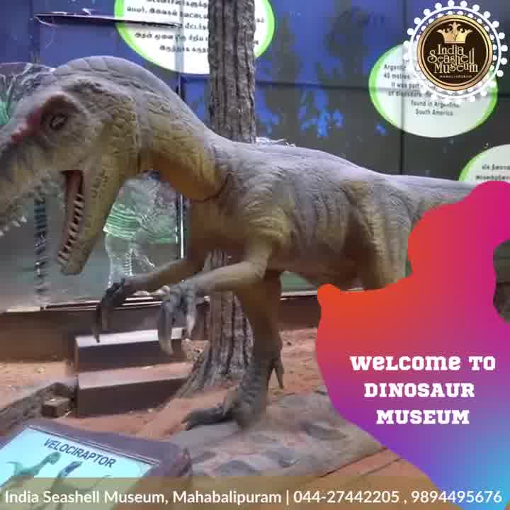 India Seashell Museum Facebook ad: Perfect day out for your little dinosaur lovers.!