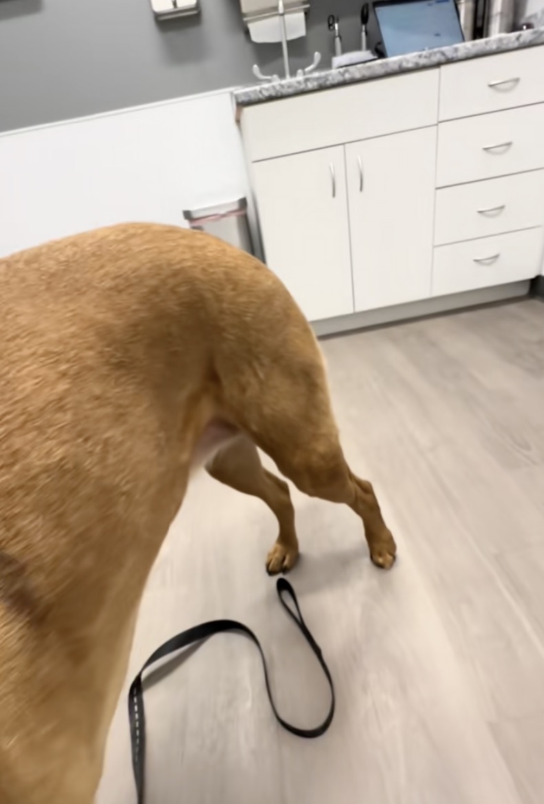 Sarah Hobson Facebook ad: Read if you're watching your dog limp and feeling helpless