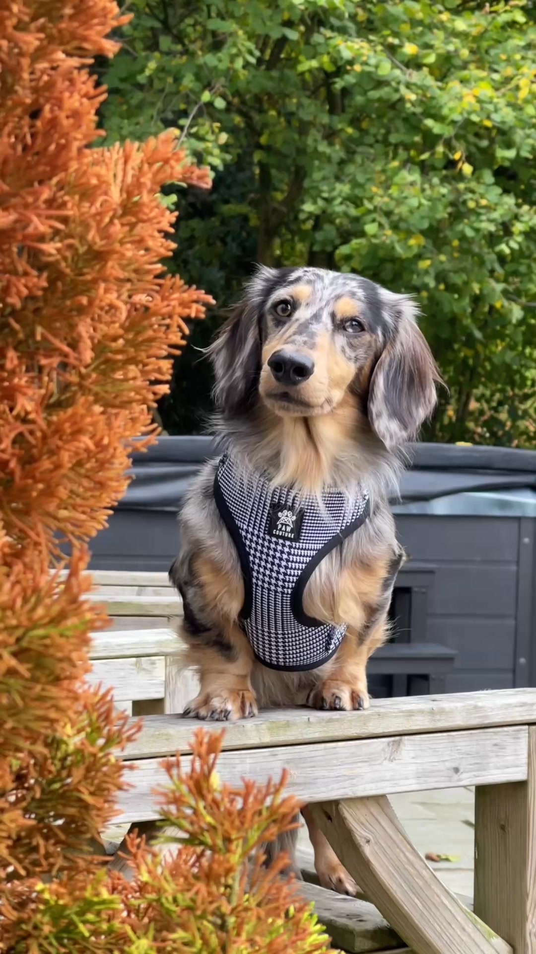 Paw Couture Facebook ad: Luxury Dog Accessories at Affordable Prices