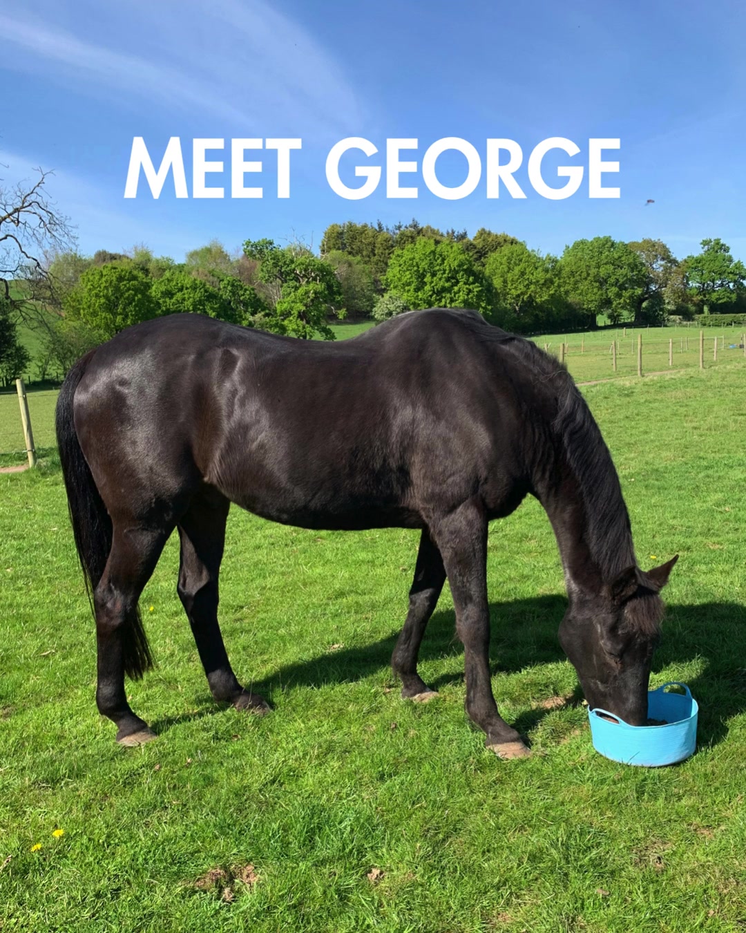 Allen & Page Horse Feeds Facebook ad: Soothe & Gain, George's Story
