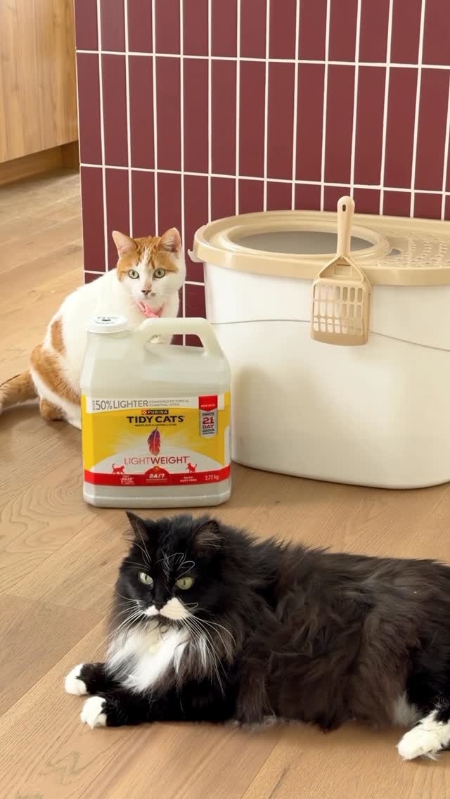 Audrey Rivet, Content Creator Facebook ad: When you have cats, the Sunday Resets also…