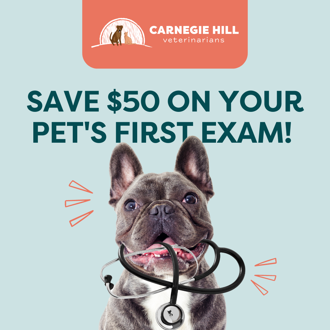 Carnegie Hill Veterinarians Facebook ad