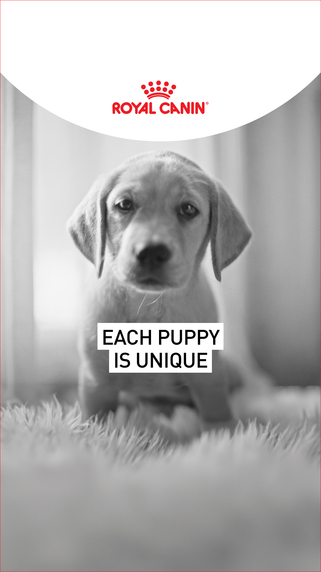 Royal Canin Facebook ad