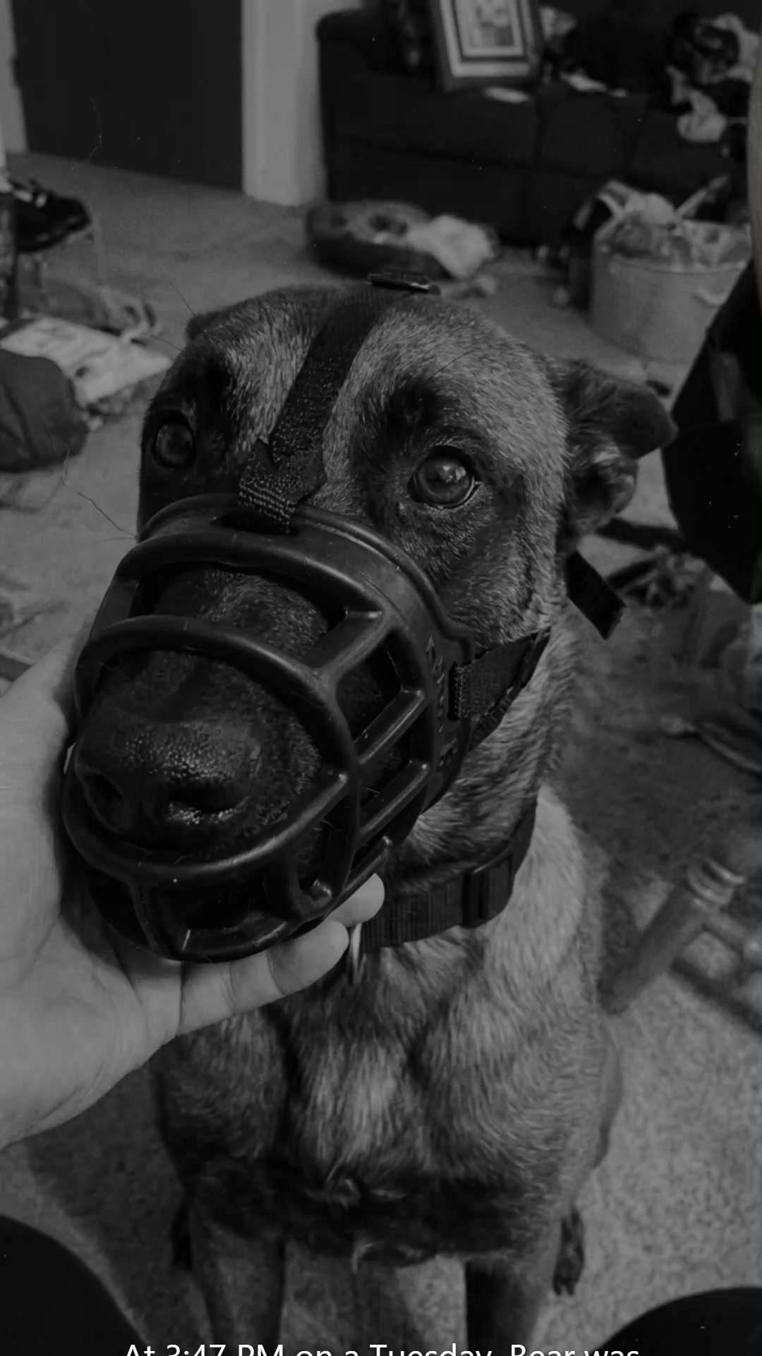 Lakeview Animal Hospital Facebook ad: 79% of reactive dogs in training had this gut issue. Three…
