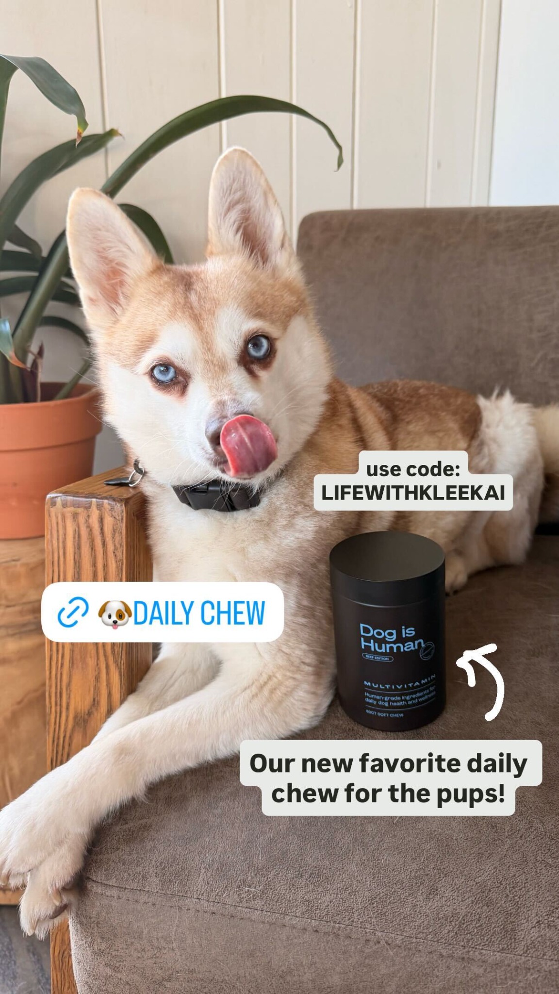 Dog is Human Facebook ad