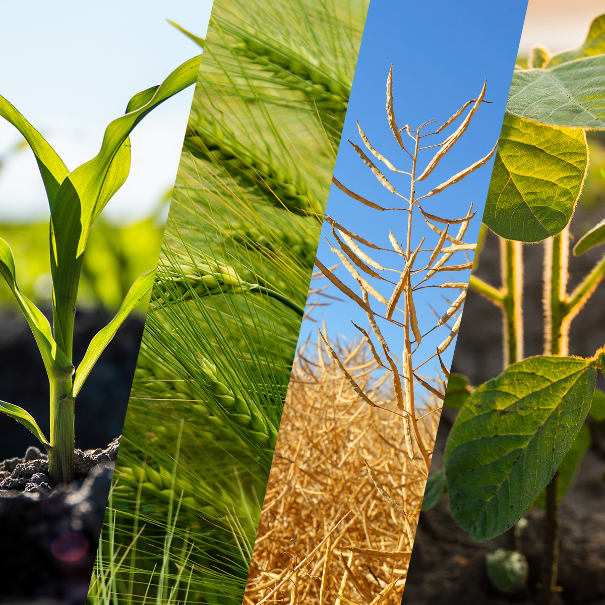 Bayer Crop Science Canada Facebook ad: Try Expert Control