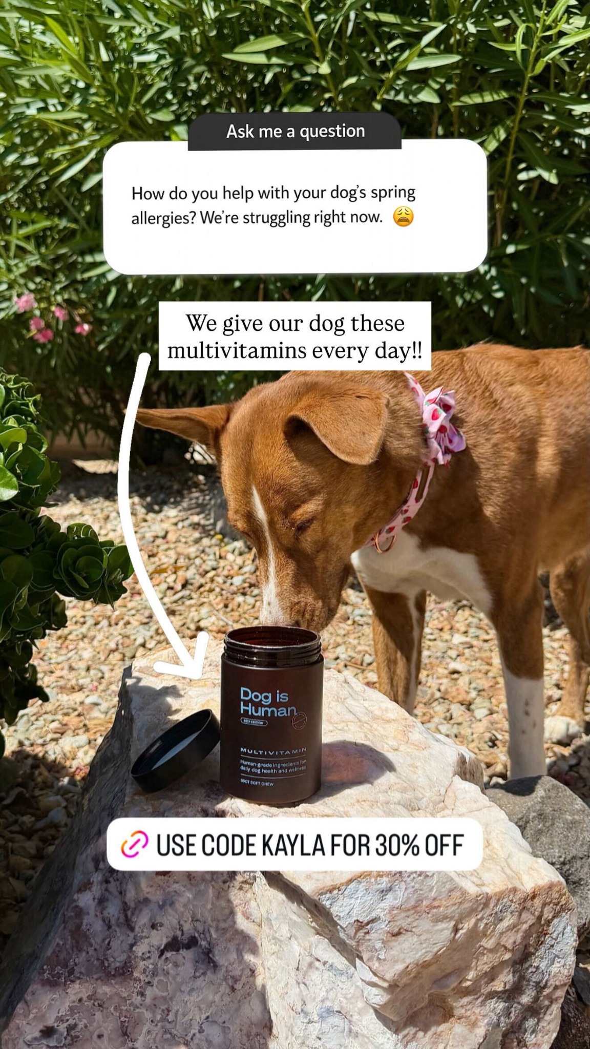 Dog is Human Facebook ad