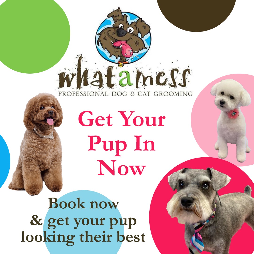 Whatamess Pet Grooming Facebook ad