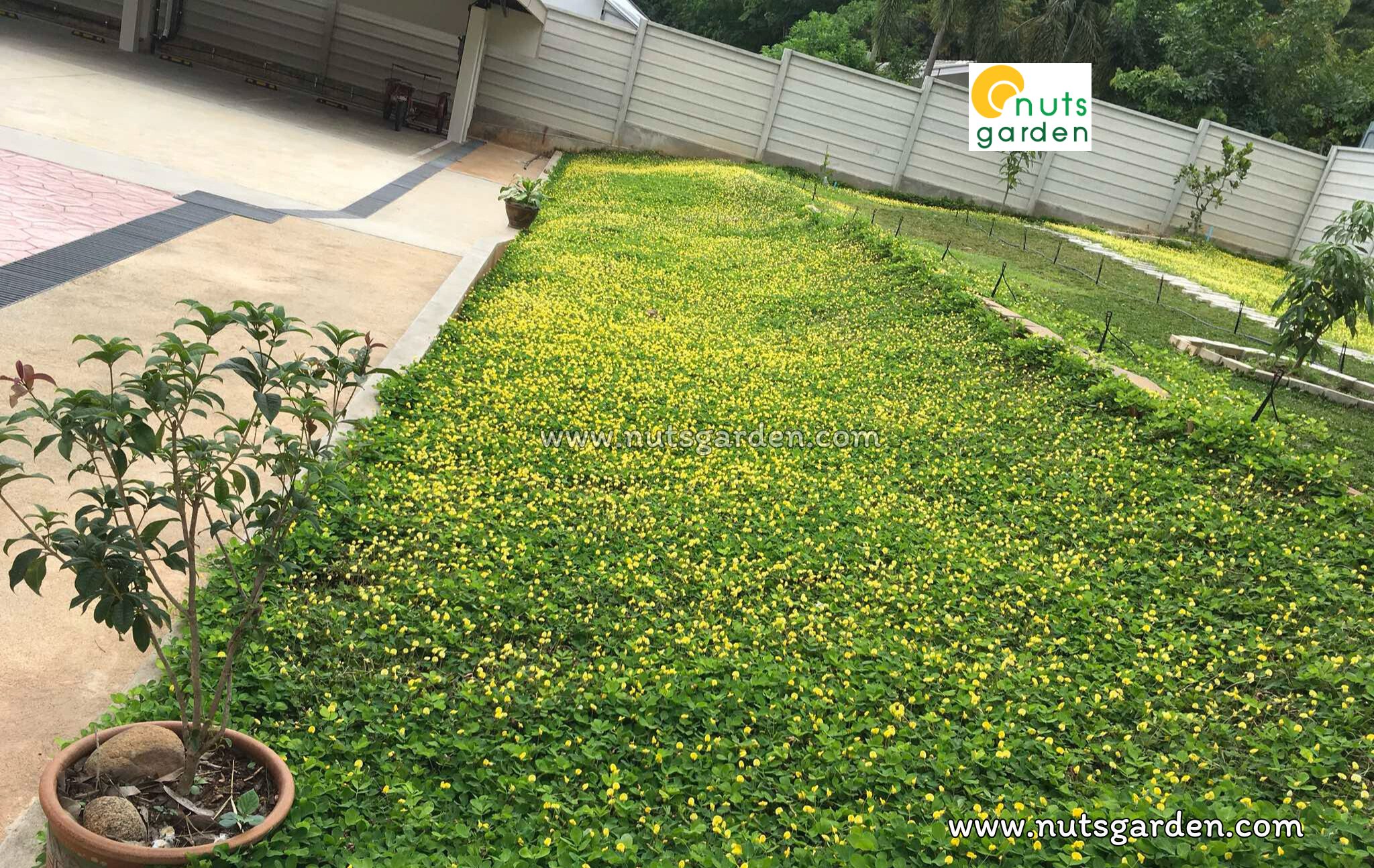 ถั่วบราซิล Nutsgarden Facebook ad