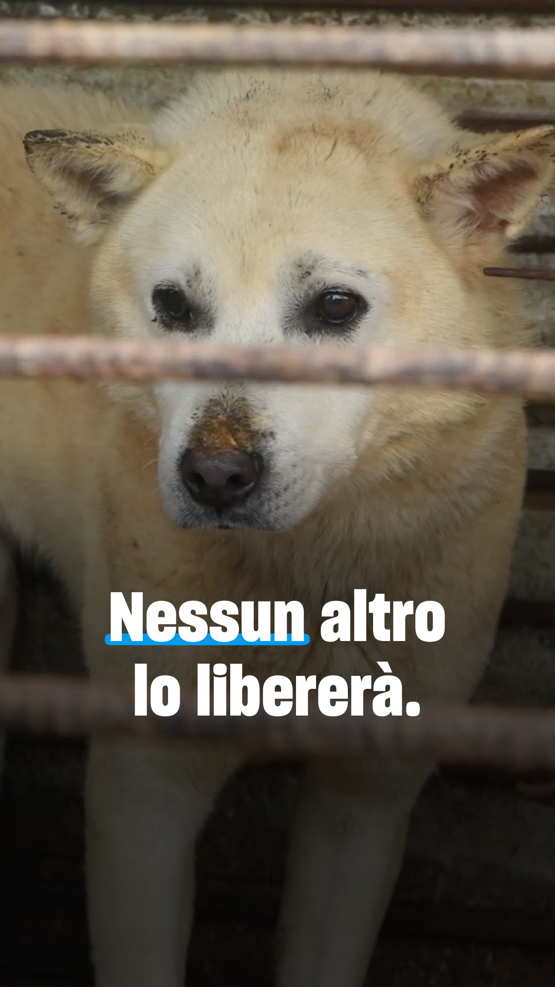 Humane World for Animals Italia Facebook ad