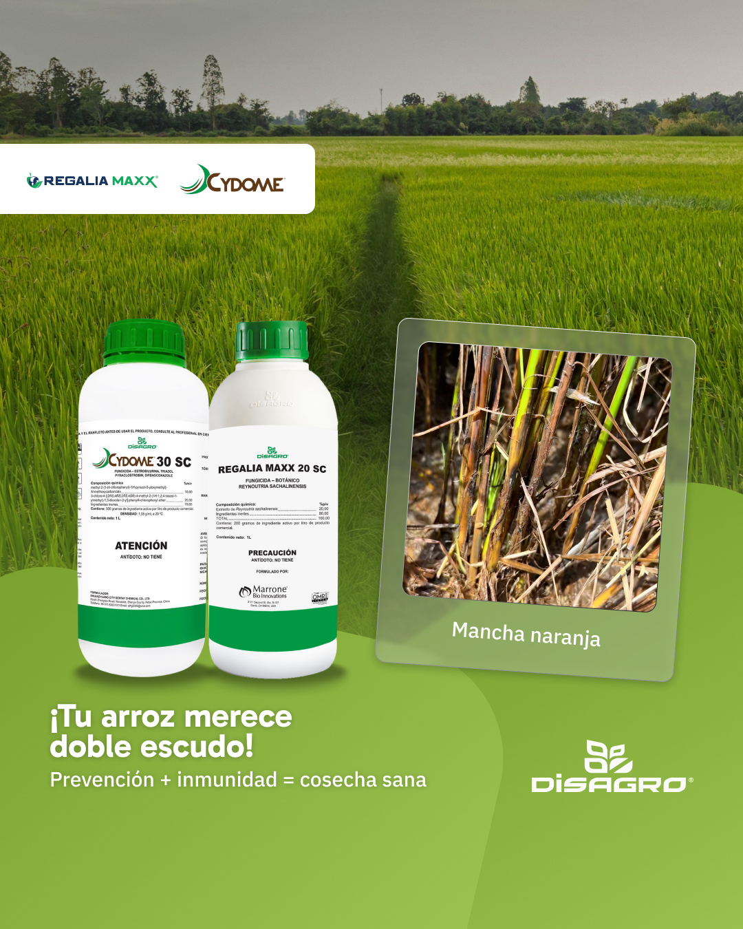 DISAGRO Nicaragua Facebook ad: Combate las enfermedades