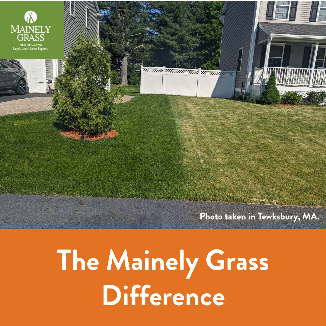 Mainely Grass Facebook ad
