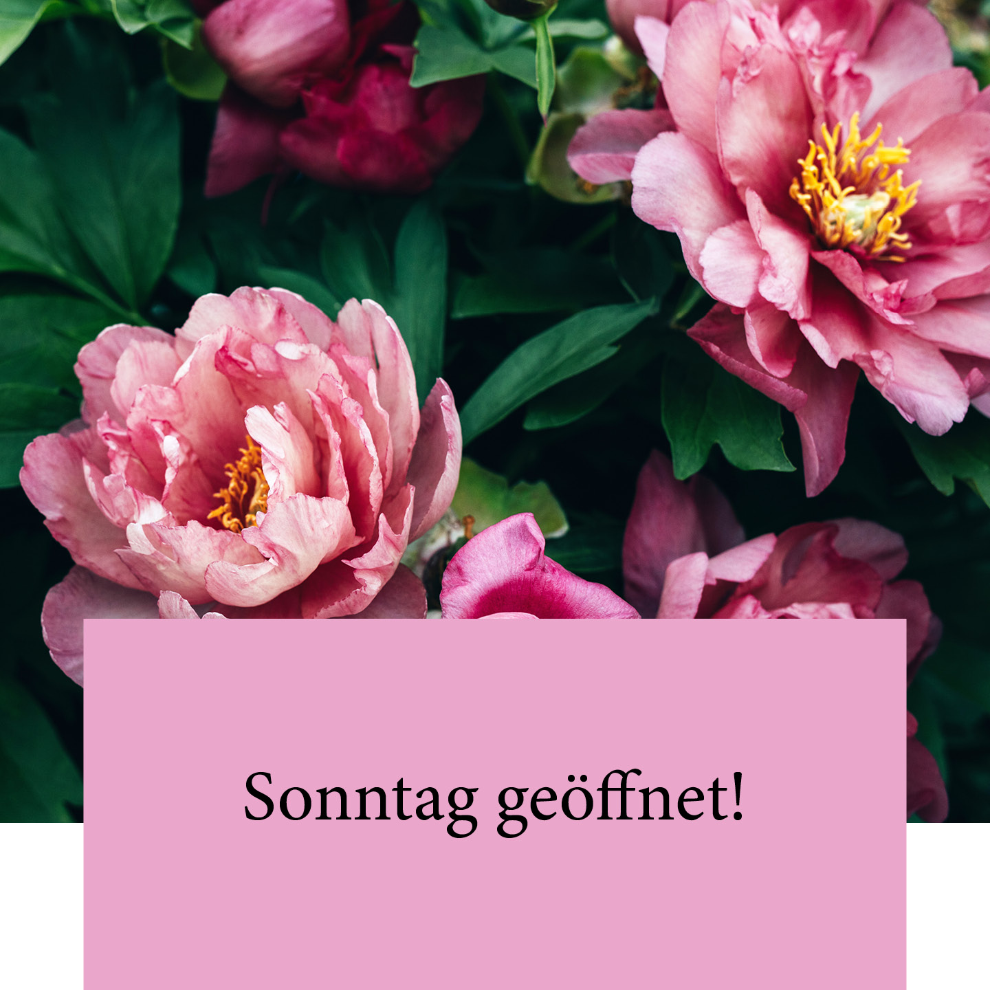 Dehner Facebook ad