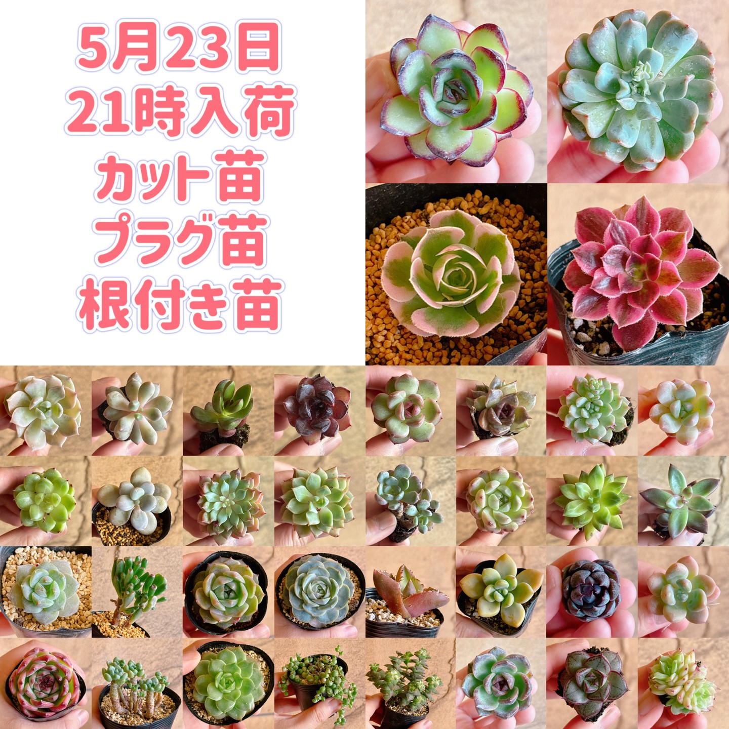 bull_succulent Facebook ad: 5月23日(土)21時、入荷苗のご紹介
