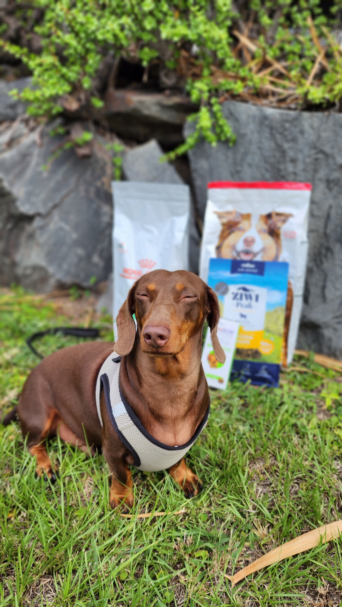 Pet PA Facebook ad