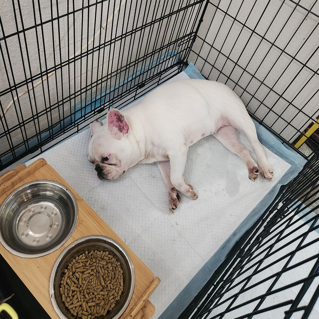 Picklé Le Frenchie Facebook ad