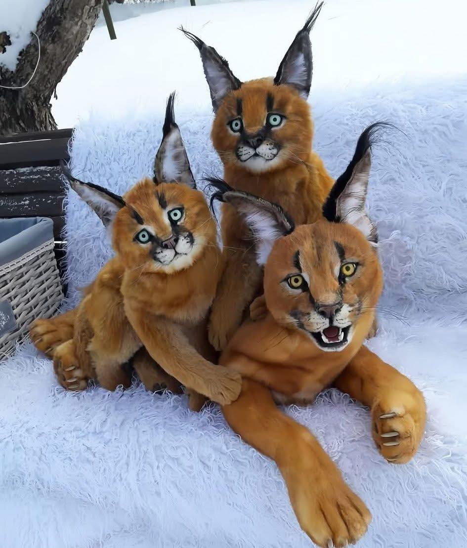 Feline Health Institute Facebook ad