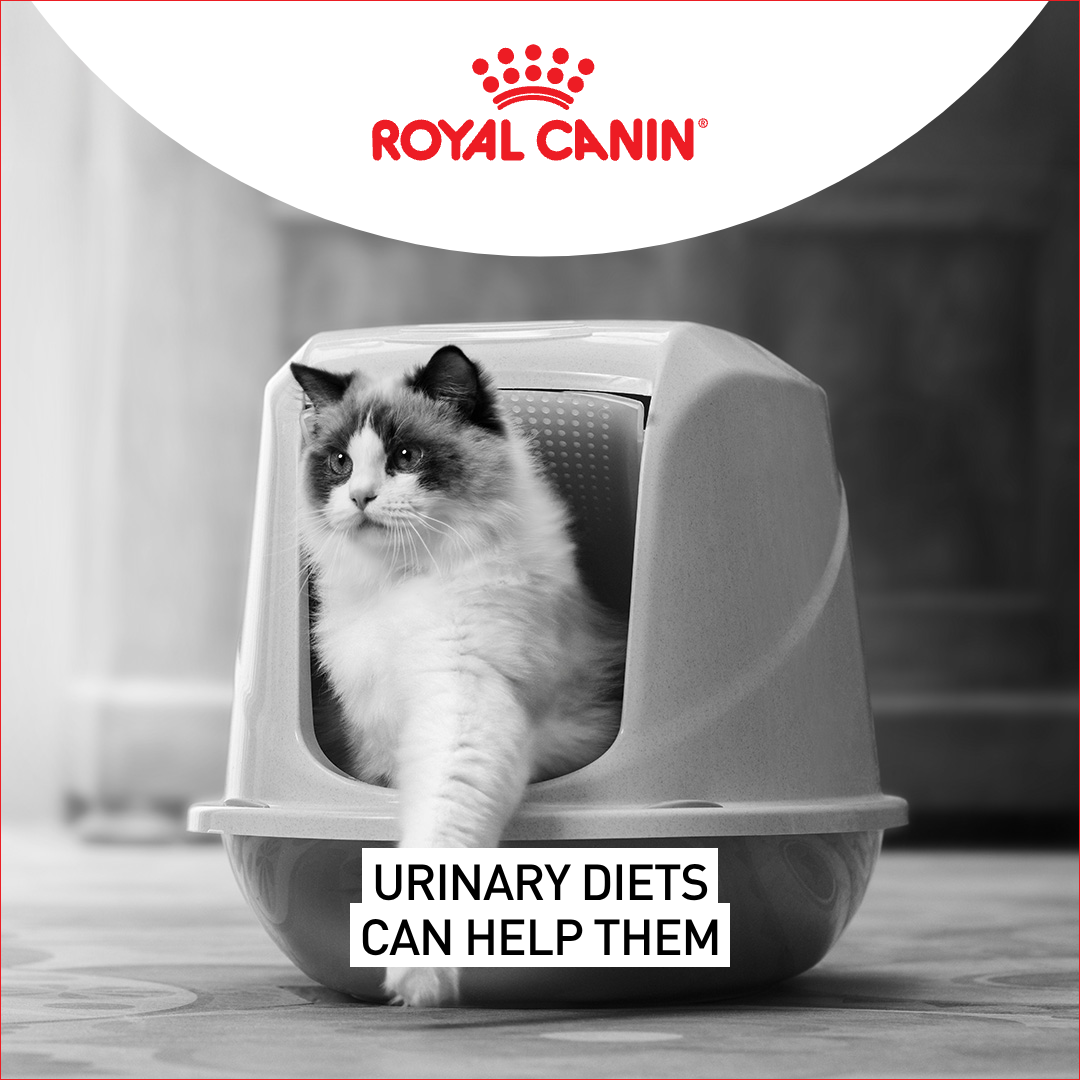 Royal Canin Facebook ad