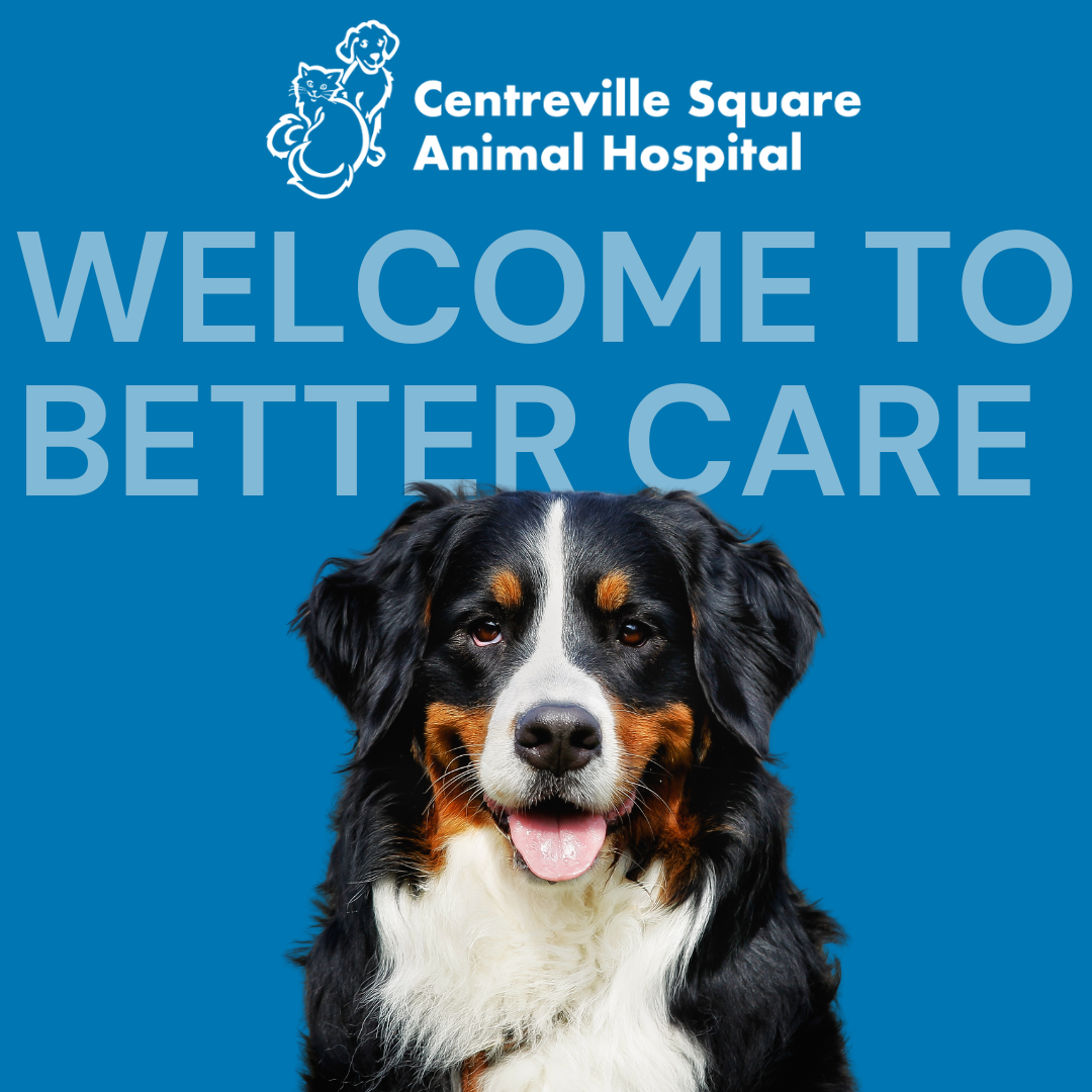 Centreville Square Animal Hospital Facebook ad: New to Centreville Square Animal Hospital?