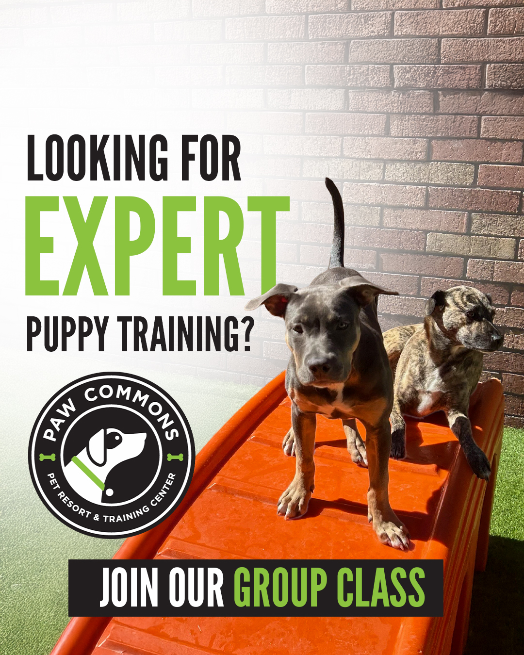 Paw Commons Pet Resort & Training Center - Hillcrest Facebook ad: Your Pup's Best Behavior Starts Here